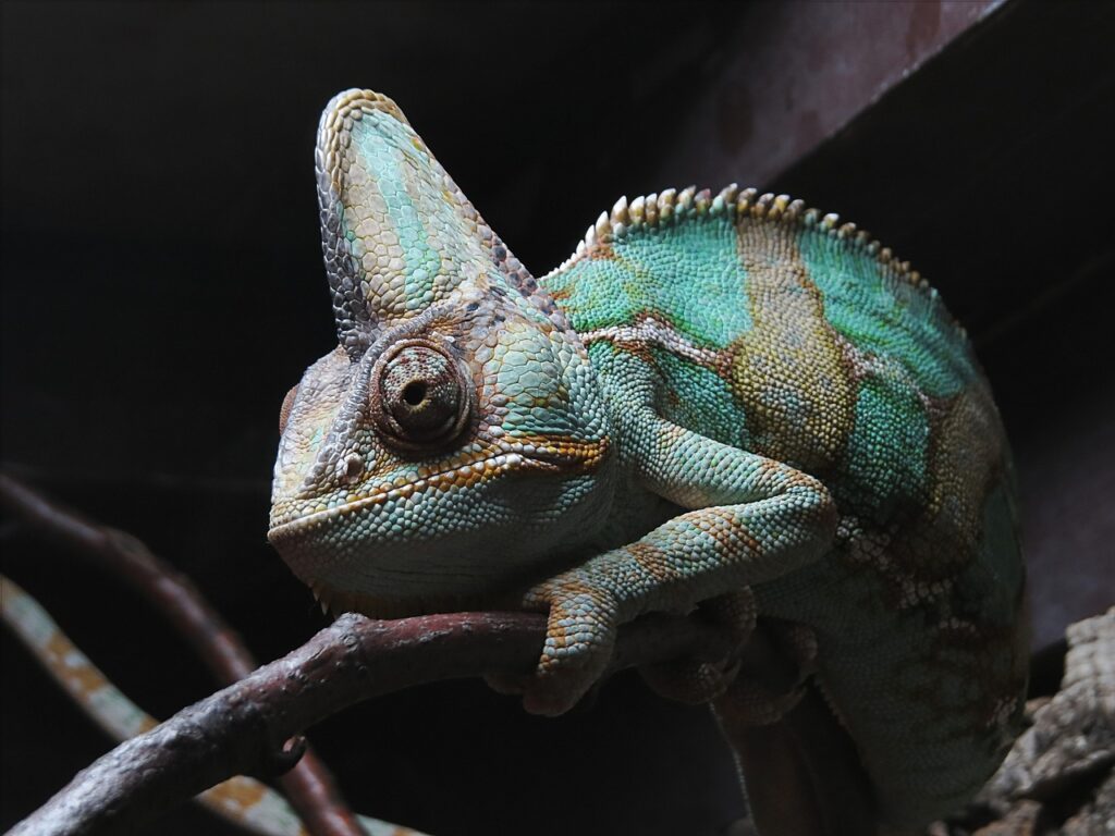 chameleon, gad, lizard-1235145.jpg